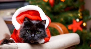 Noel Baba kostümlü bir kedinin Noel ağacının arka planında yanan bir çelenkle oturduğu resim.