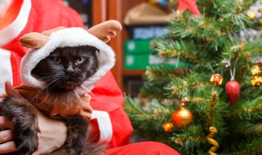 Noel Baba 'nın Noel Baba' ya karşı geyik kostümü giymiş kara kedi resmi.