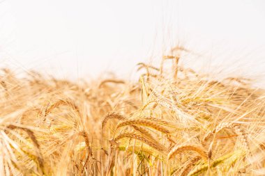 Buğday tarlası. Olgunlaşan çayırlık buğday tarlalarının arka planı. Zengin kırsal hasat kavramı