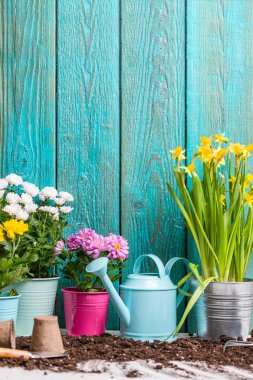 Baharda ahşap çitlerin yanındaki çömleklerdeki renkli kasımpatılar.