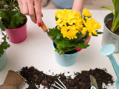 Toprak, sulama kabı, saksı, kürek, kepçeyle insan eli.