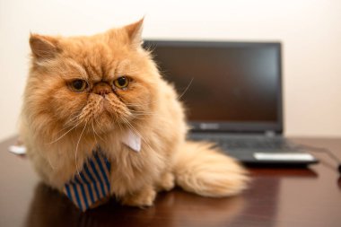 Çizgili kravatlı egzotik bir kedi resmi dizüstü bilgisayarın arka planında, odada.