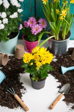 Toprak, sulama kabı, saksı, kürek, boş beyaz arka planda tırmık..