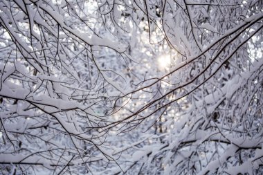 Orman gündüzleri karlı ağaçların güzel fotoğraf