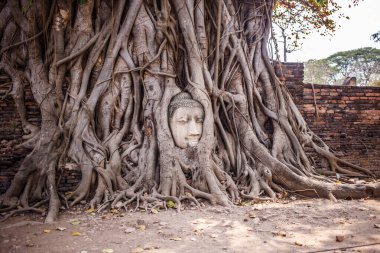 Buda Ağacı Wat Maha Bodhi Ağacı köklerinde hapsolmuş. Ayutthaya tarihi parkı