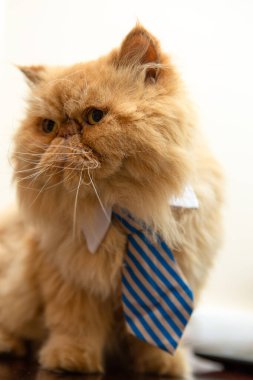 Boş beyaz arka planda çizgili kravatlı egzotik kedi fotoğrafı