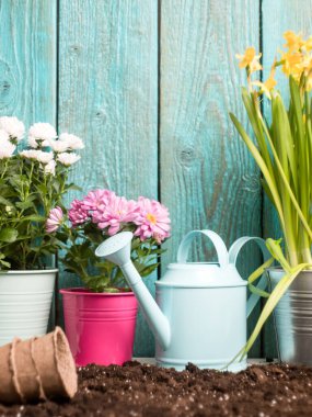 Tencerelerde renkli kasımpatılar, ilkbahar günü ahşap çitlerin yanında sulama kutuları.