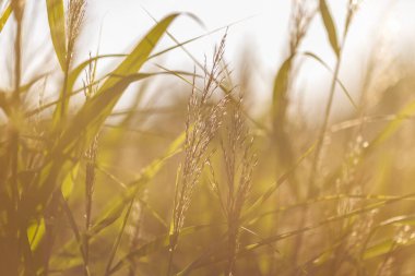 Doğal ışık parlayan çimenler. Doğa arkaplan kavramı