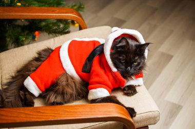 Noel Baba kostümlü siyah kedinin Noel fotoğrafı, arka plandaki ağaç ve çelenklerle yan yana.