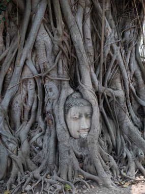 Buda Ağacı Wat Maha Bodhi Ağacı köklerinde hapsolmuş. Ayutthaya tarihi parkı