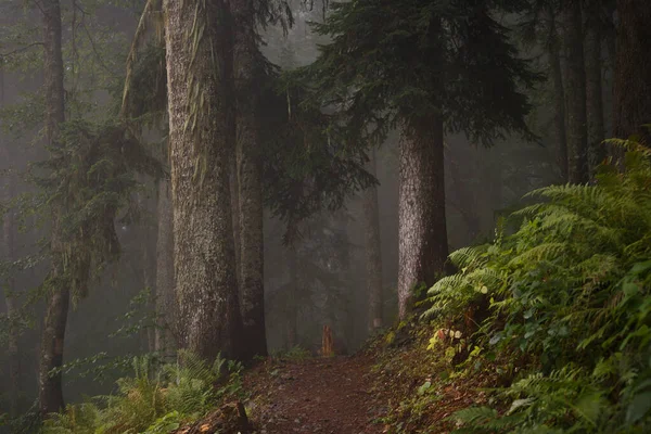 Obraz Ciemnego Mglistego Lasu Drzewami Letni Wieczór — Zdjęcie stockowe
