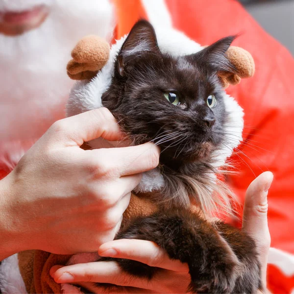 Obrázek Novoroční Černé Kočky Kostýmu Jelena Rukách Santa Clause — Stock fotografie