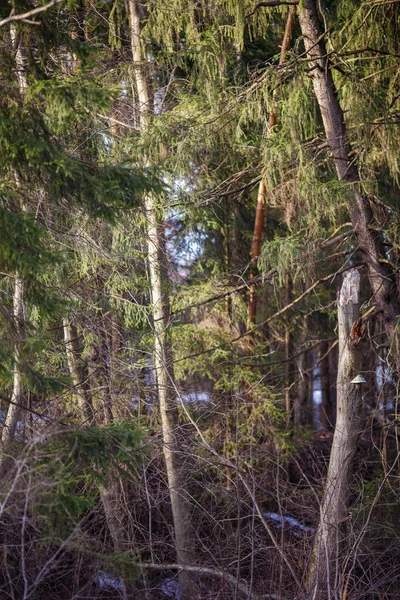 Bild Skog Med Lite Snö Vårlandskap — Stockfoto