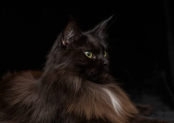 Estúdio Retrato Belo Maine Coon Cat Contra Fundo Preto Pode — Fotografia de Stock