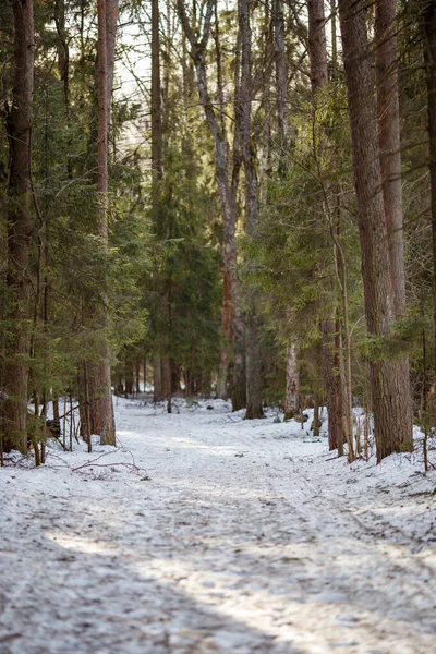 Bild Snöspår Och Träd Skogen Vinterlandskap — Stockfoto