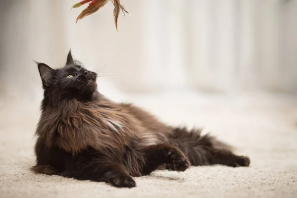 Кошка Браун Мэн Кун Лежит Полу — стоковое фото