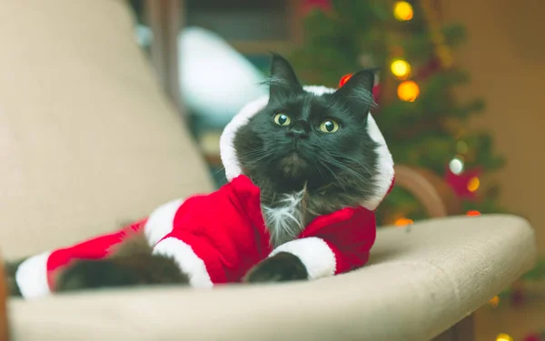 Fotografie Novoroční Kočky Santově Kostýmu Sedící Křesle — Stock fotografie