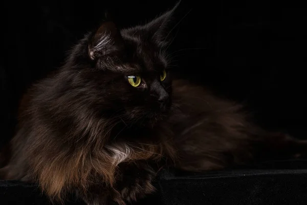Studio Ritratto Bellissimo Maine Coon Cat Sullo Sfondo Nero Può — Foto Stock