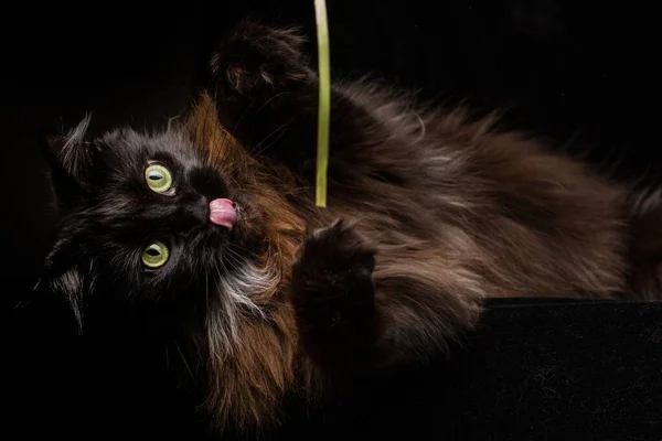 Studio Retrato Hermoso Maine Coon Cat Contra Fondo Negro Puede — Foto de Stock