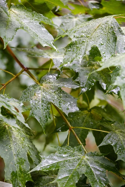 Зелені Кленові Гілки Під Падаючим Дощем — стокове фото