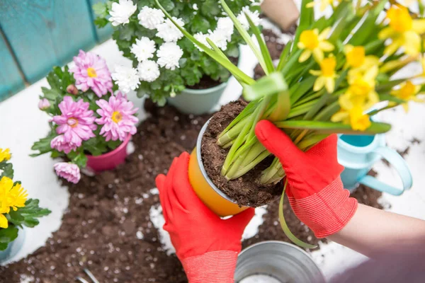 Photo Man Hands Red Gloves Transplanting Flower Table — Stock Photo, Image
