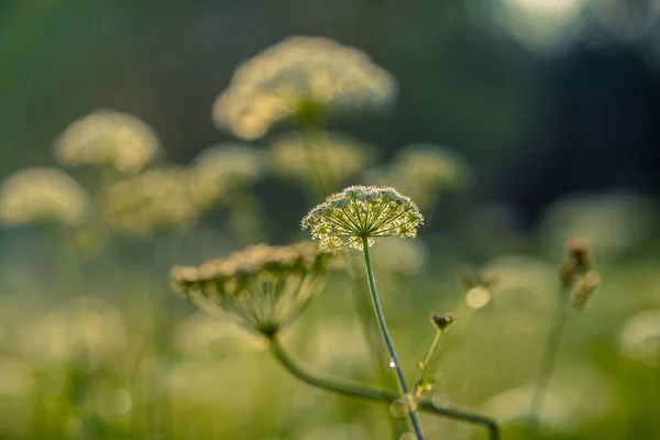 Foto Von Wiesenblumen Auf Verschwommenem Hintergrund — Stockfoto
