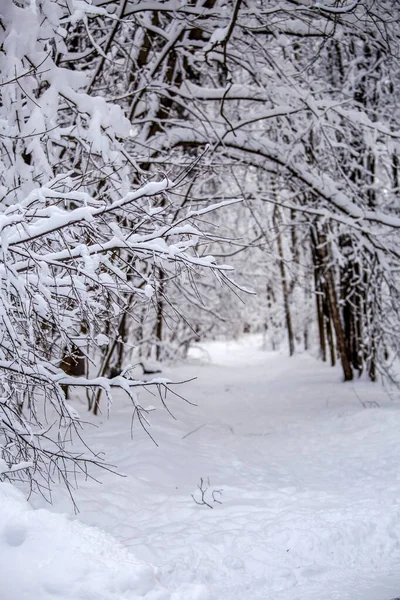 Foto Pitoresca Árvores Nevadas Floresta Durante Dia — Fotografia de Stock