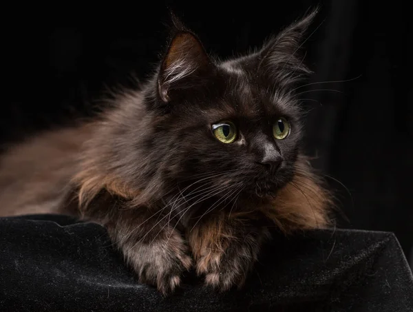 Estúdio Retrato Belo Maine Coon Cat Contra Fundo Preto Pode — Fotografia de Stock