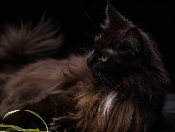 Estúdio Retrato Belo Maine Coon Cat Contra Fundo Preto Pode — Fotografia de Stock