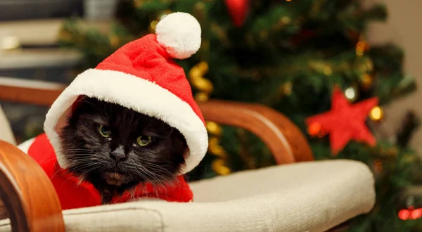 Imagen Del Gato Año Nuevo Traje Santa Sentado Silla Contra — Foto de Stock