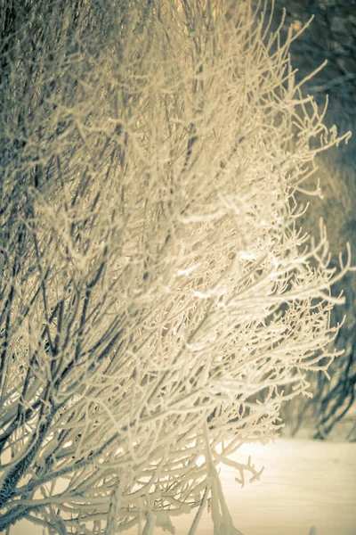 Imagem Manhã Inverno Com Árvores Geada — Fotografia de Stock