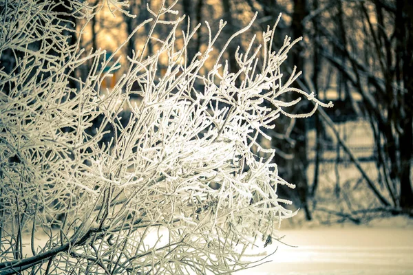 Foto Vom Wintermorgen Mit Bäumen Frost — Stockfoto