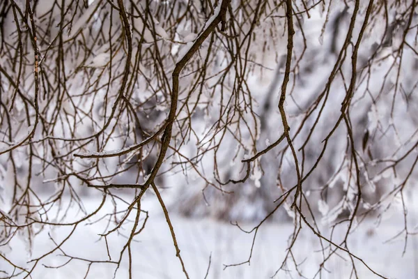 森林和蓝天午后的雪树图片 — 图库照片