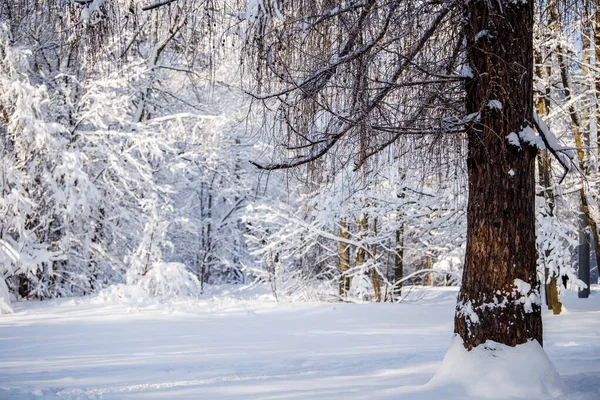 Imagem Pitoresca Paisagem Inverno Com Céu Azul Tarde — Fotografia de Stock