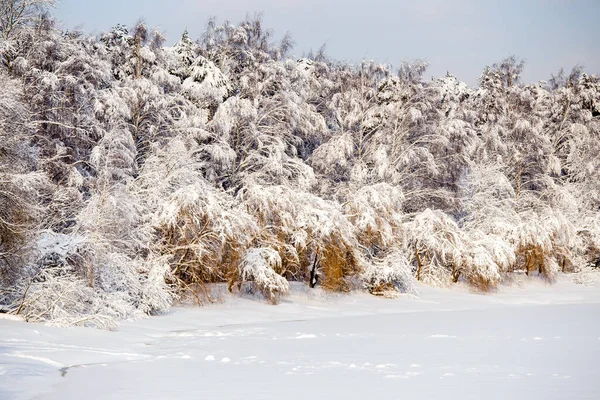 Image Arbres Hiver Avec Neige Ciel Bleu Pendant Journée — Photo