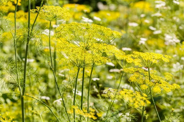 Bild Eines Dillschirms Gemüsegarten Auf Verschwommenem Hintergrund — Stockfoto