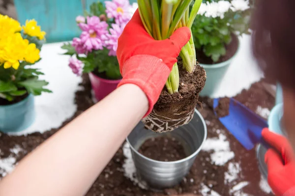 Image Man Hands Red Gloves Transplanting Flower Table — Stock Photo, Image