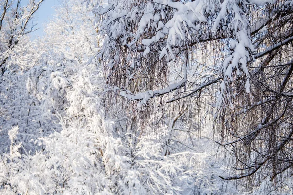 Bilde Billedlig Vinterlandskap Med Blå Himmel Ettermiddagen – stockfoto