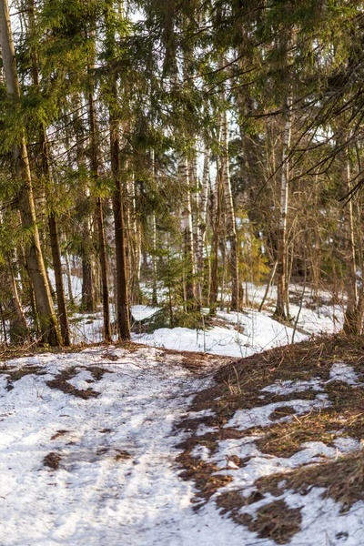 Bild Snöspår Och Träd Skogen Vinterlandskap — Stockfoto