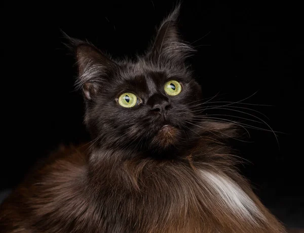 Studio Retrato Hermoso Maine Coon Cat Contra Fondo Negro Puede — Foto de Stock