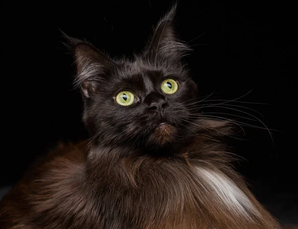 Studio Portrait Beau Chat Maine Coon Sur Fond Noir Peut — Photo