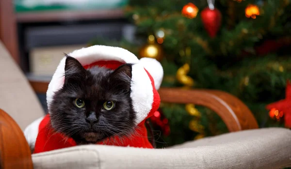 Fotografie Novoroční Kočka Kostýmu Santa Sedí Židli Proti Pozadí Vánočního — Stock fotografie
