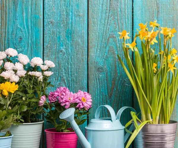 Foto Crisântemos Coloridos Vasos Perto Cerca Madeira Primavera — Fotografia de Stock