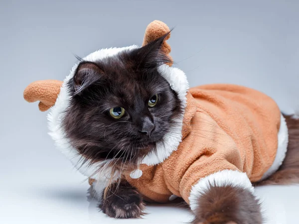 Chat Habille Images Libres De Droit Photos De Chat Habille Depositphotos Chat Habille Images Libres De Droit Photos De Chat Habille Depositphotos