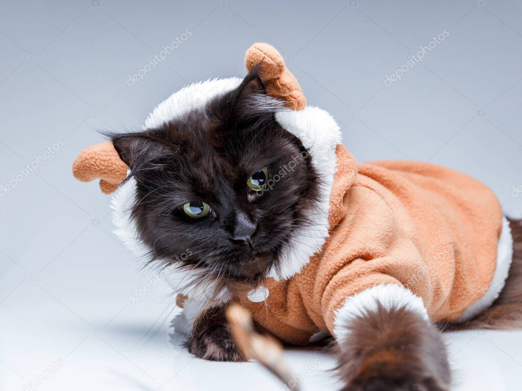Picture of black cat in deer suit on empty gray background