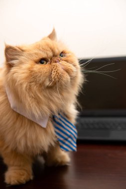 Çizgili kravatlı egzotik bir kedi resmi dizüstü bilgisayarın arka planında, odada.