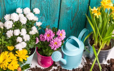 Baharda ahşap çitlerin yanındaki çömleklerde renkli kasımpatı resmi