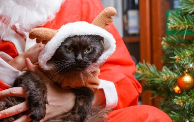 Noel Baba 'nın kollarında geyik kıyafeti giymiş siyah bir kedi resmi.