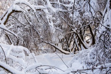 Gün boyunca kar ve mavi gökyüzü ile kış ağaç resmi