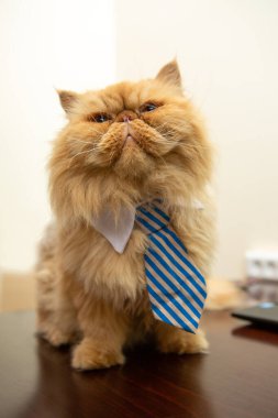 Masada oturan çizgili kravatlı egzotik kedi fotoğrafı.